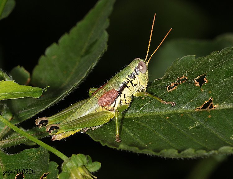  OWr Liaopodisma taiwanensis