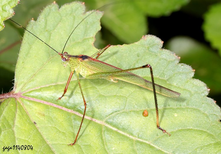 TSn Phaneroptera trigonia 