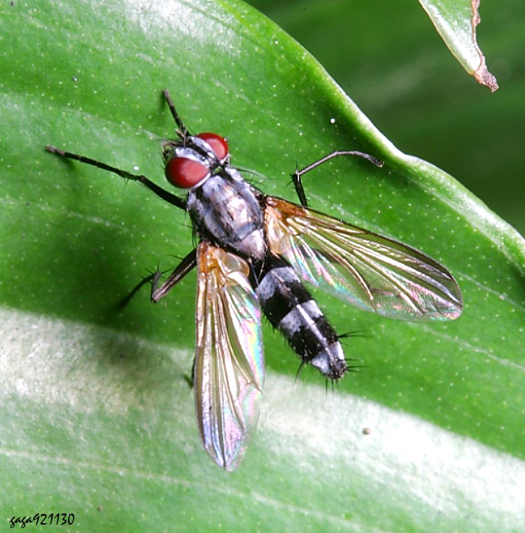 GH Sumpigaster  sp.