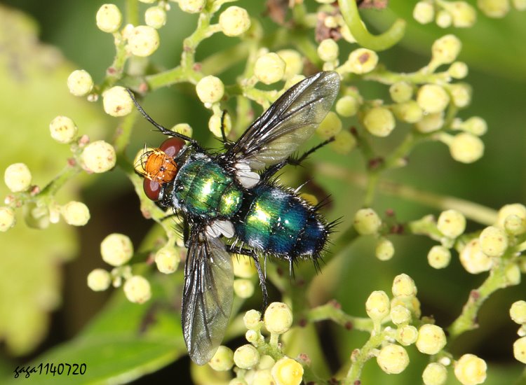 ثn{g Silbomyia hoeneana