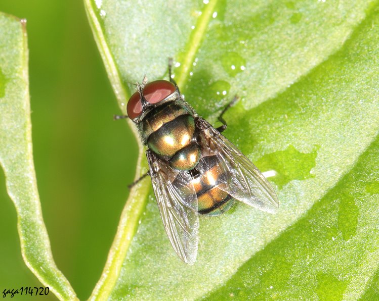 Ga Hemipyrellia ligurriens