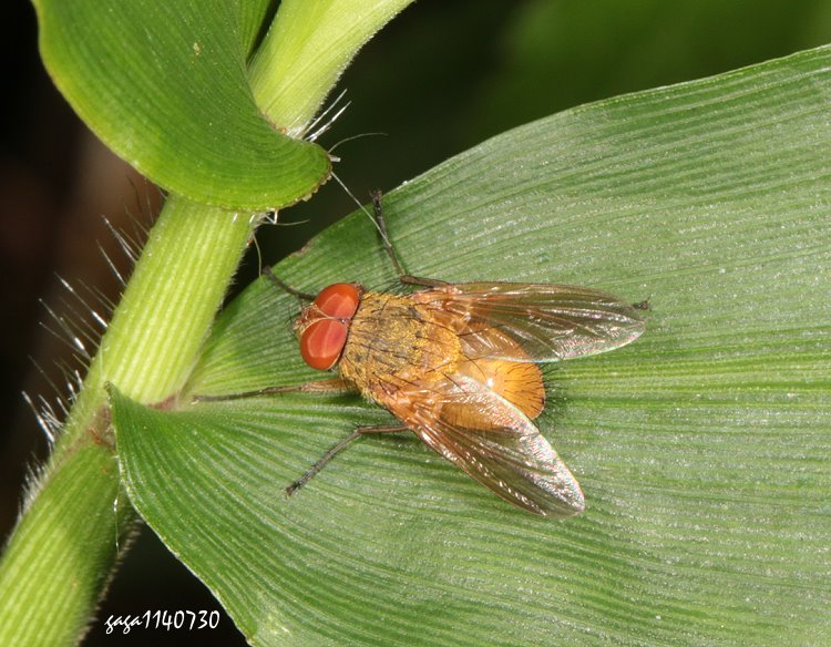 G Dexopollenia sp. 
