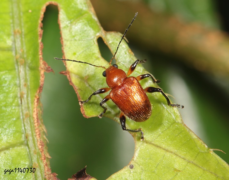 ¸} Osnaparis nucea