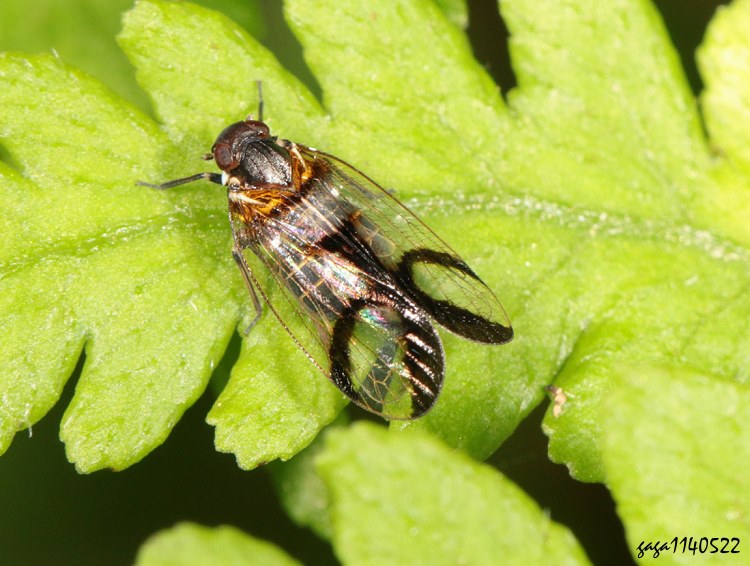 ٭ Betacixius sp. 