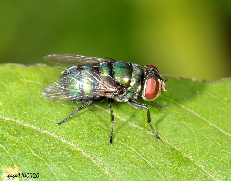 Ga Hemipyrellia ligurriens