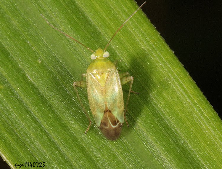 泛泰盲椿象 Taylorilygus apicalis