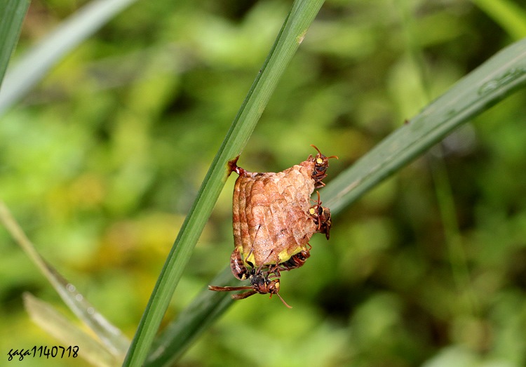 } Polistes takasagonus 