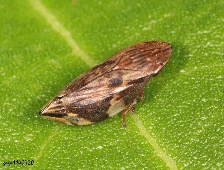 @ΥݯYj  Clovia conifera