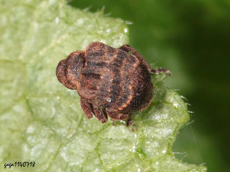 긭H Phaeopholus sp.