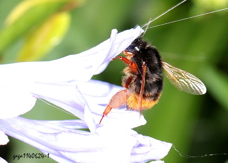 精選熊蜂 Bombus eximius