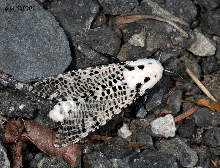 j\  Zeuzera multistrigata