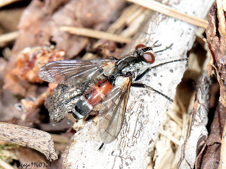 筒腹寄蠅屬 Cylindromyia sp. 