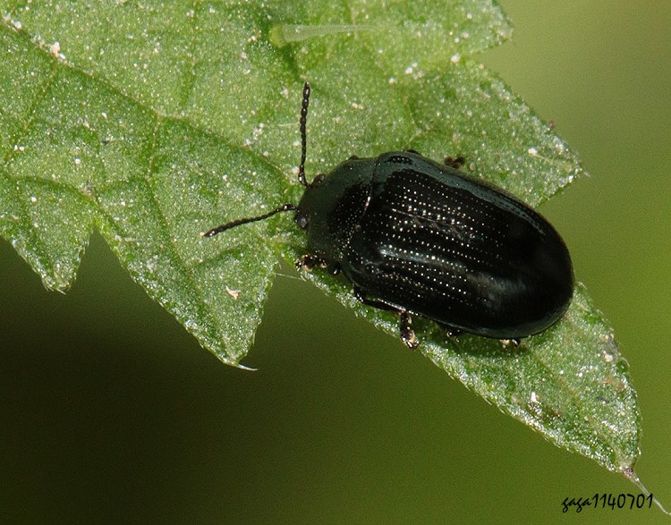 hŪ Phratora similis