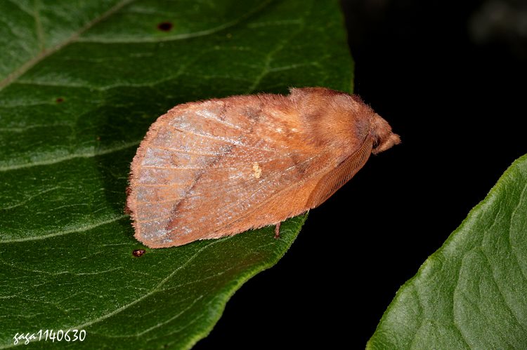 űױa\  Euthrix tamahonis 