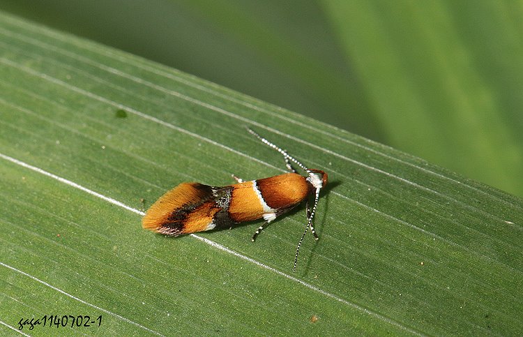 錦織蛾屬 Promalactis sp.