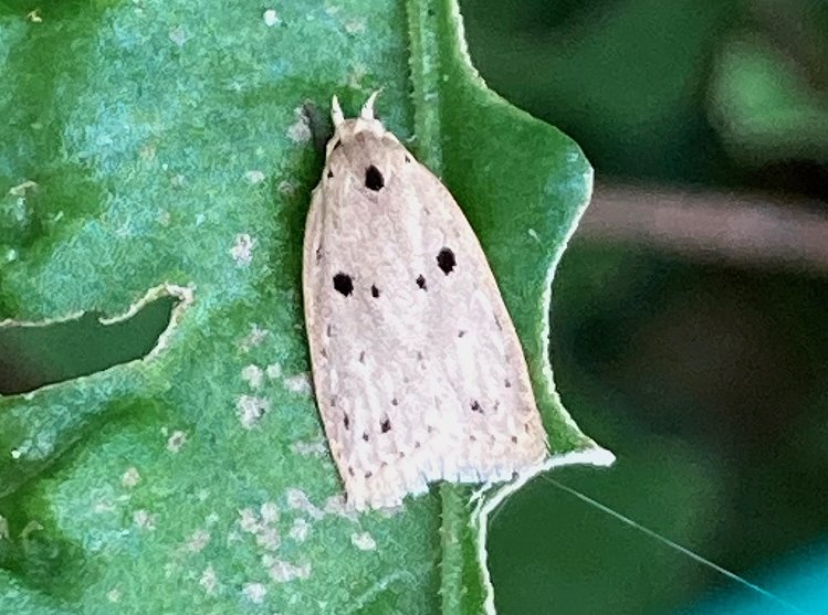扁腹蛾 Scythropiodes  sp. 