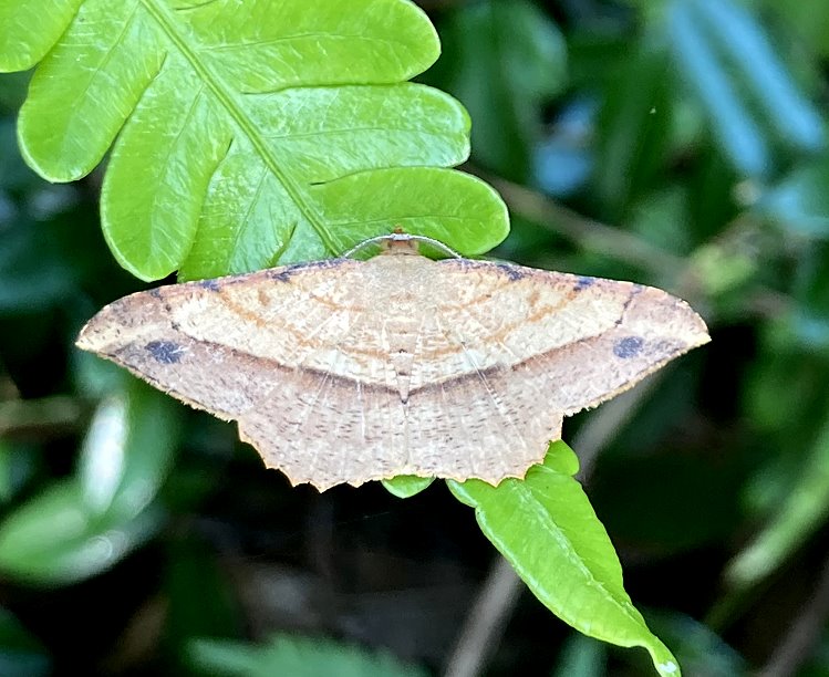 ظ Pseudonadagara semicolor