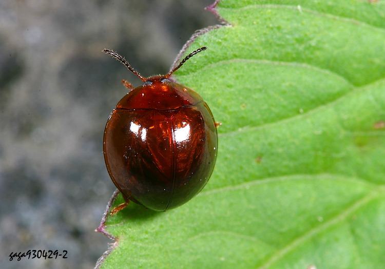 ܶ²yB Ades formosanus