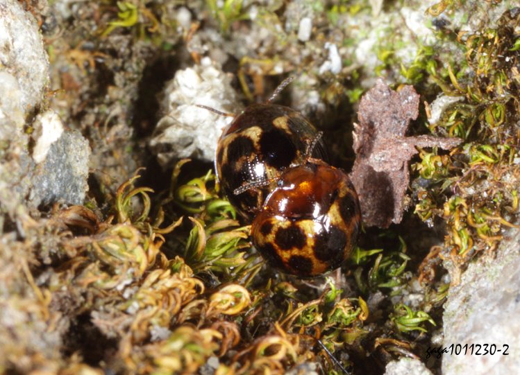 wyB Derispia sauteri 