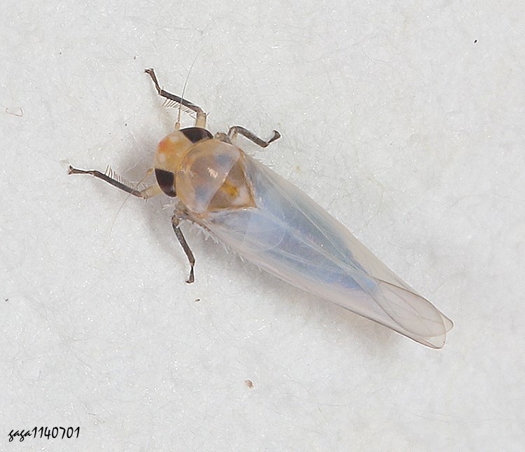 pͨȬ  Typhlocybinae