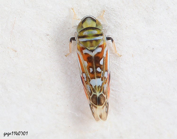 pͨȬ Typhlocybinae