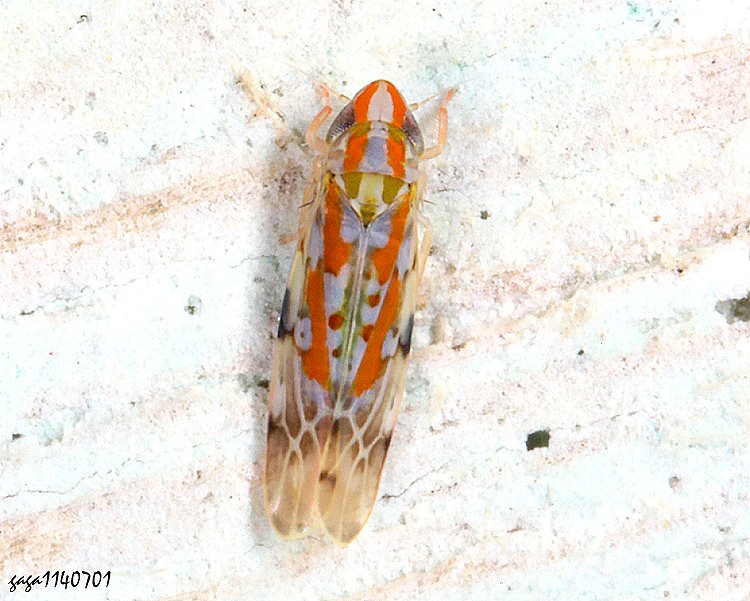 pͨȬ Typhlocyba  sp.