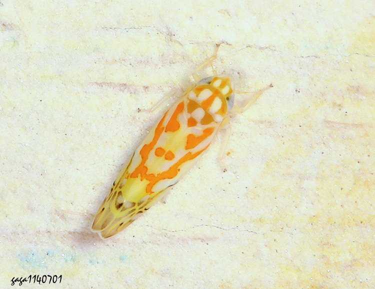 pͨȬTyphlocyba sp.