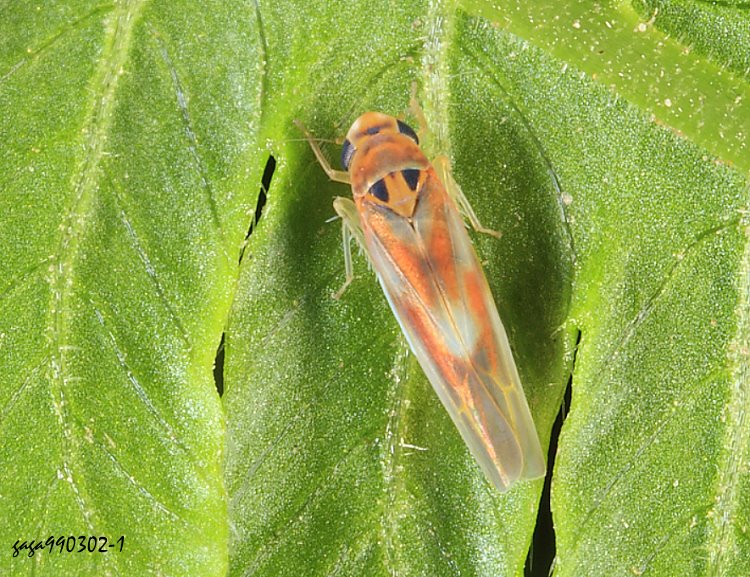 小葉蟬亞科 Arboridia sp.  