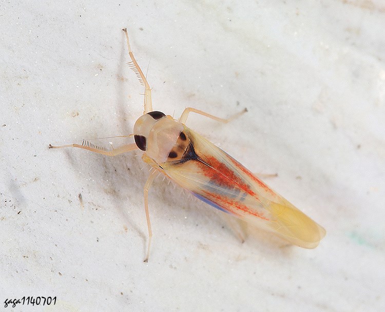 pͨȬ Typhlocybinae