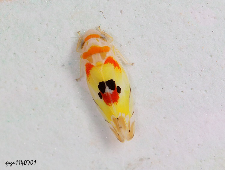 pͨȬ Typhlocybinae
