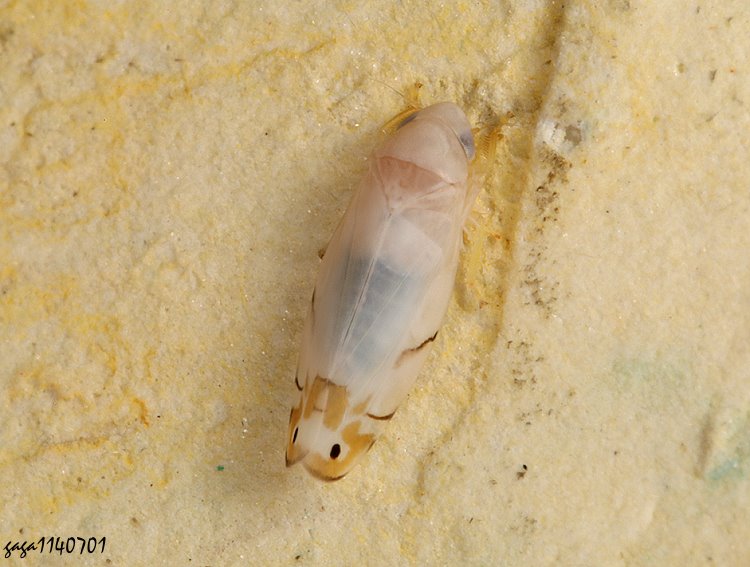 Eurhadina sp.