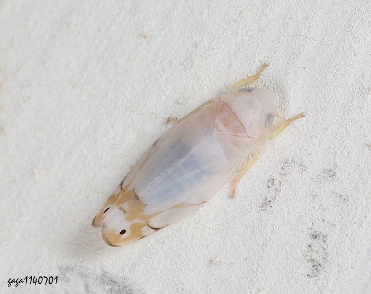 小葉蟬亞科 Eurhadina sp.