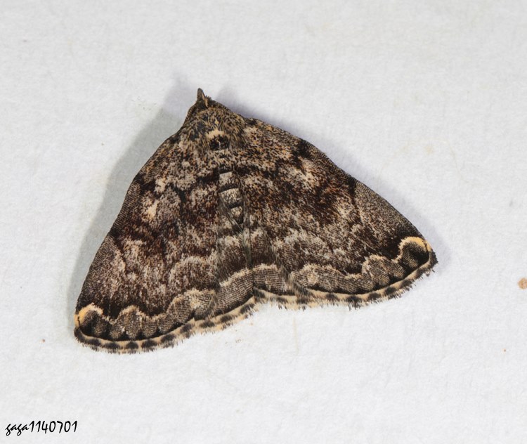 n  Sinarella  sp. 