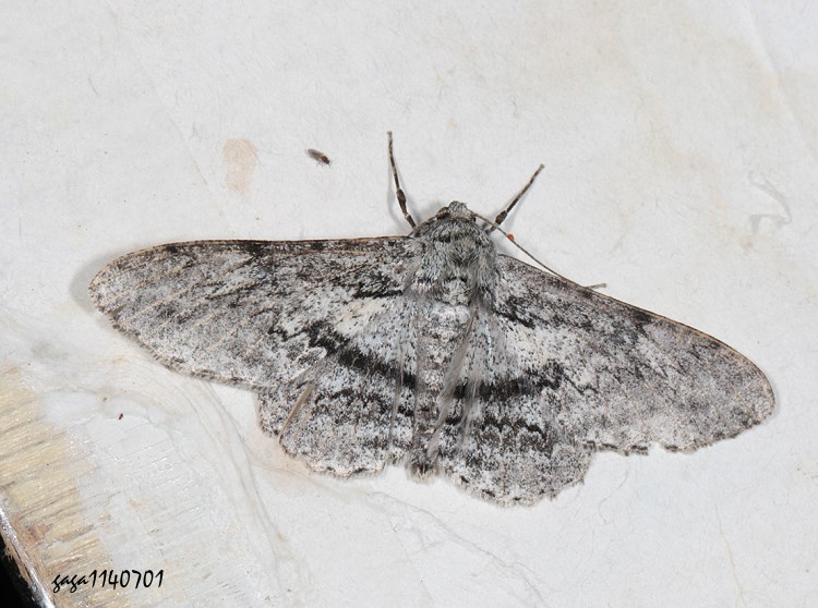 Ǵظ Ascotis selenaria imparata