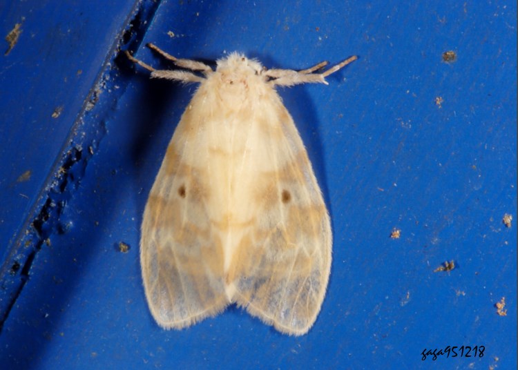 Ia Nudaria ranruna
