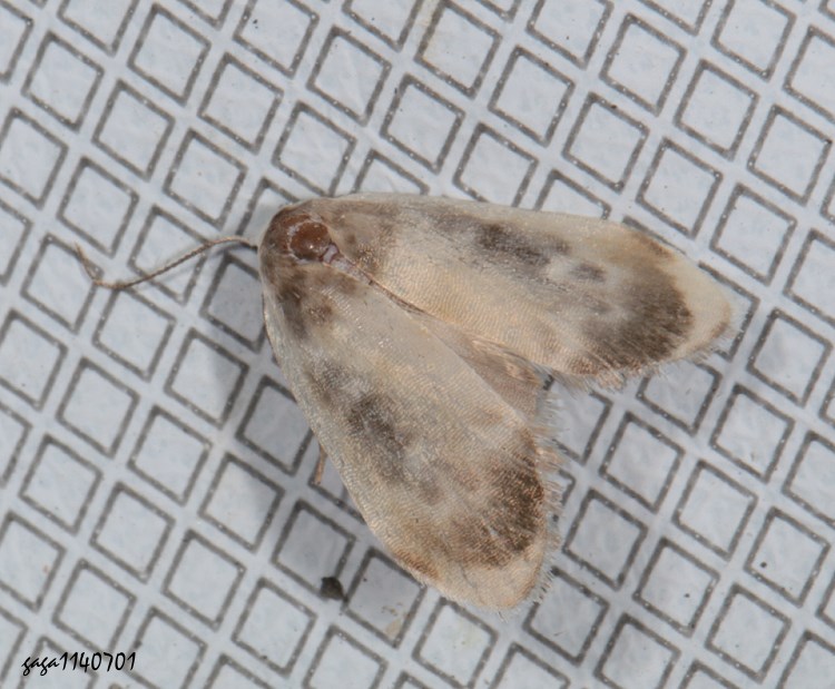 a Nudaria sp.