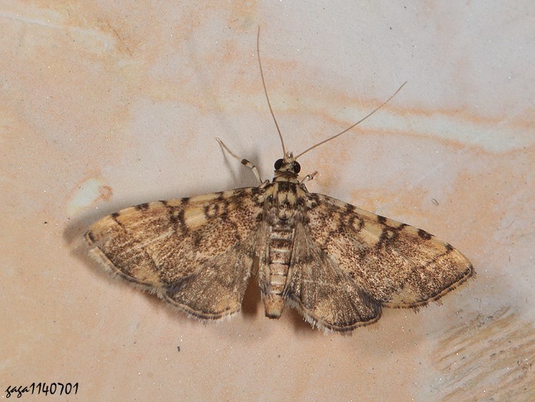 k Nacoleia sp.