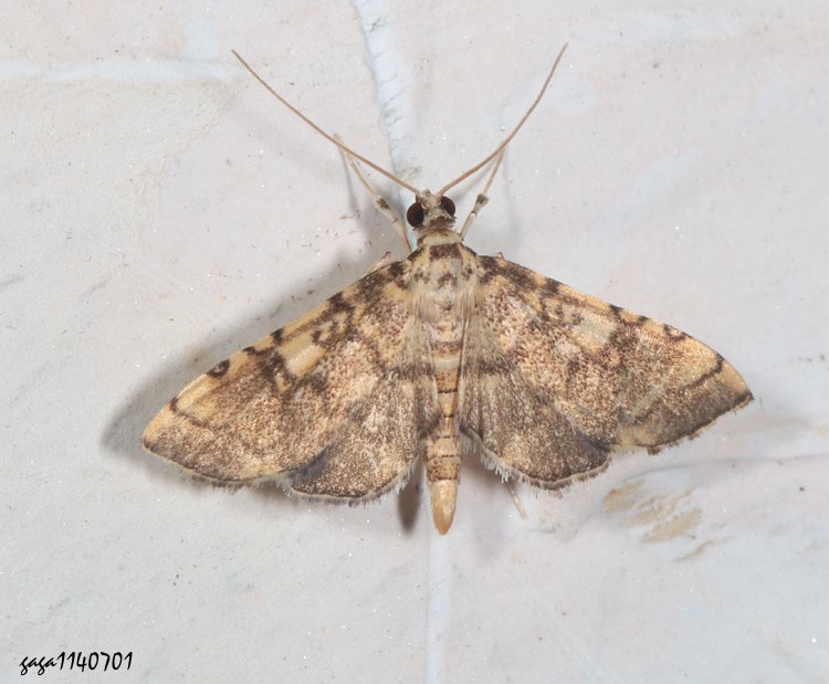 k Nacoleia sp.