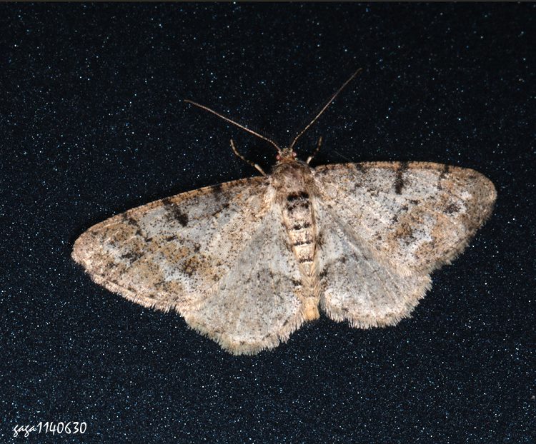 小霜尺蛾 Alcis nubeculosa