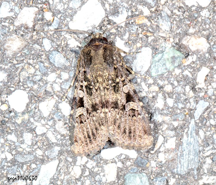 rjs] Apospasta rantaizanensis