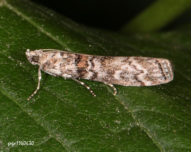 N鴳 Dioryctria abietella