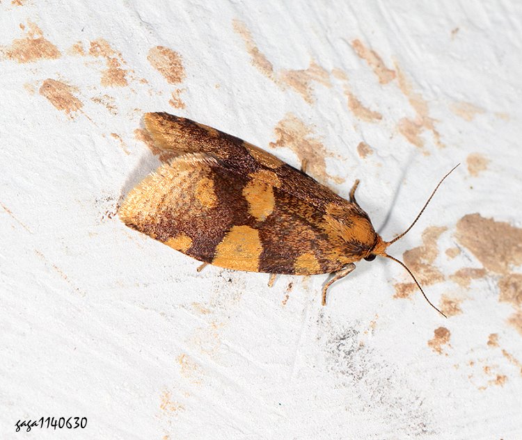  Olethreutes decrepitana