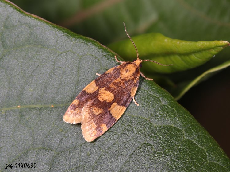Qsp Olethreutes decrepitana