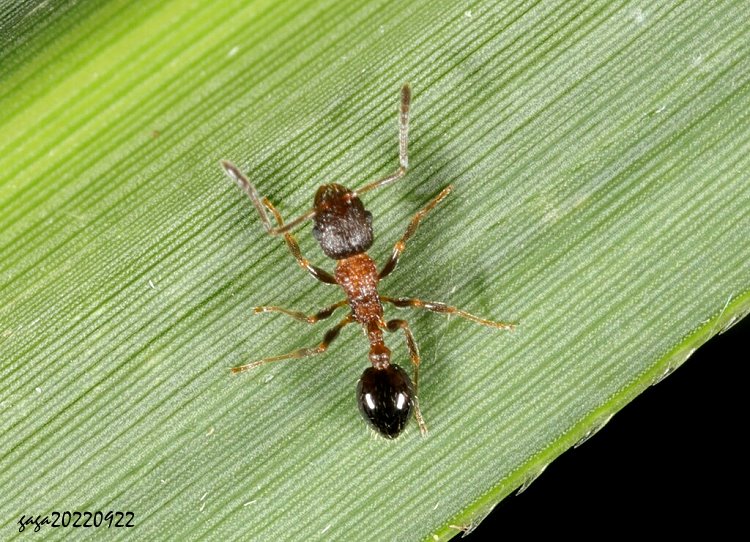  Temnothorax sp.