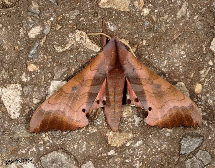 礻IѸ  Marumba gaschkewitschii gressitti 