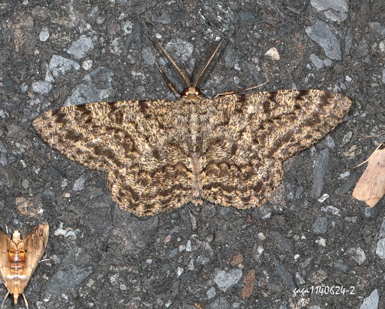 福爾摩沙灰褐尺蛾 Hypomecis formosana