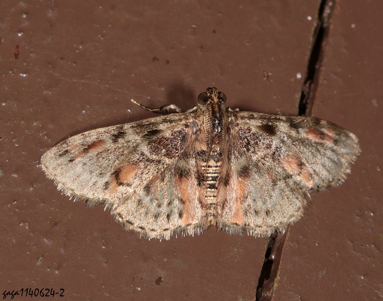 長突毛叢螟蛾 Coenodomus dudgeoni