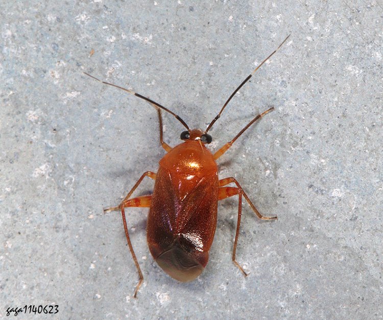 新麗盲椿象 Neolygus sp. 