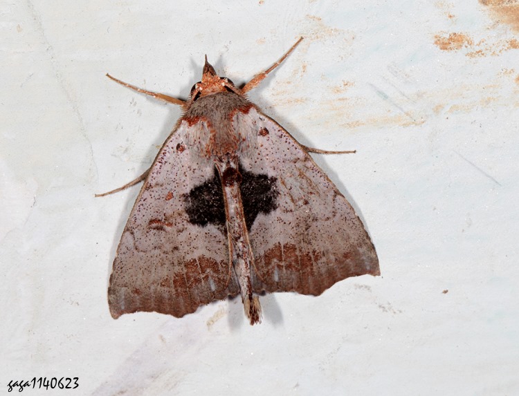 叢胸裳蛾  Hyperlopha compactilis