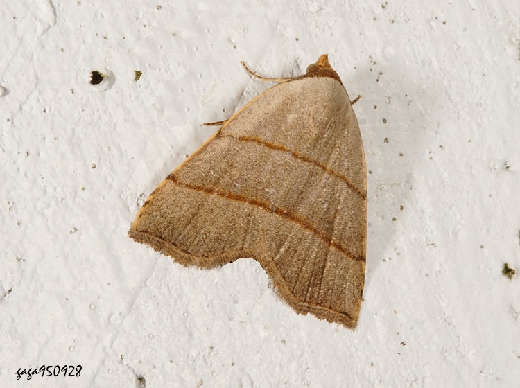 u襀n Plecoptera siderogramma 